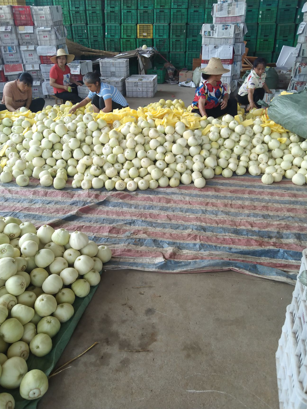 白玉甜瓜 香瓜大量上市，欢迎各位老板，我来收购