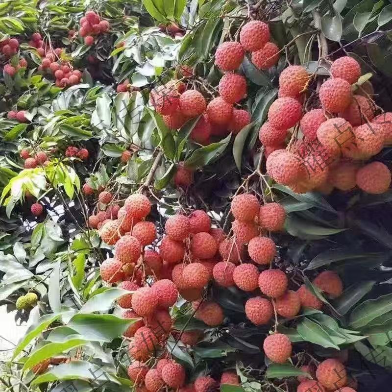 桂味荔枝  桂平荔枝甲天下