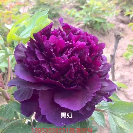 菏泽观赏牡丹观赏芍药大丽花小丽花美人焦