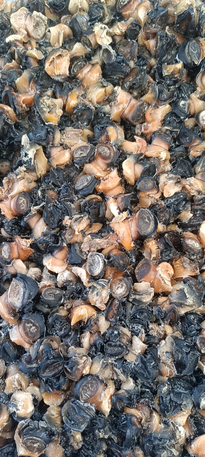 田螺肉 精品冻田螺肉