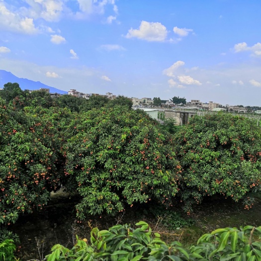 博罗县桂味荔枝批发