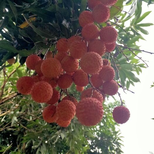 高州市桂味荔枝 荔枝