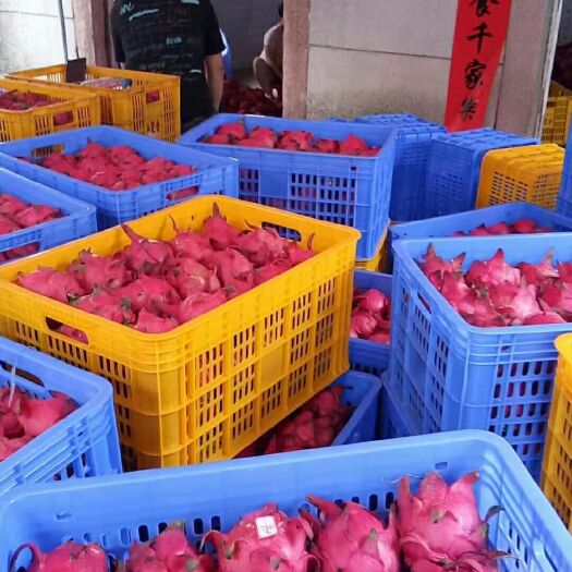 遂溪县金都一号火龙果 广东省湛江市遂溪县 红色 