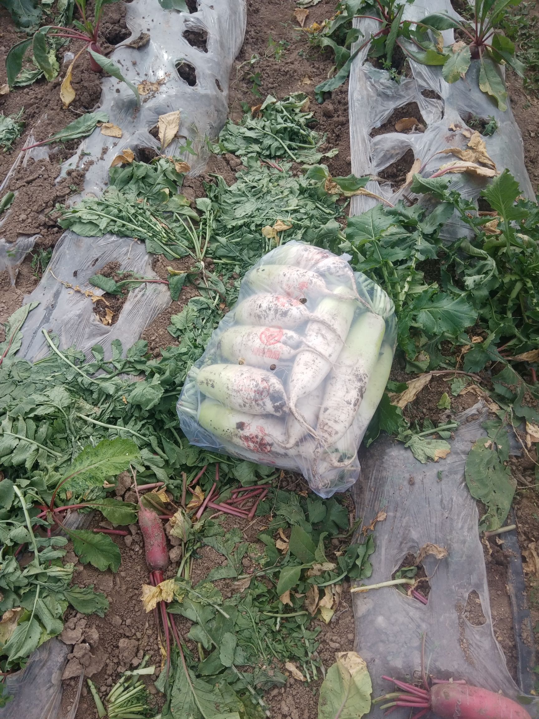 青萝卜大量上市，品种青亮一号，青白峰等，质量好，产地直供