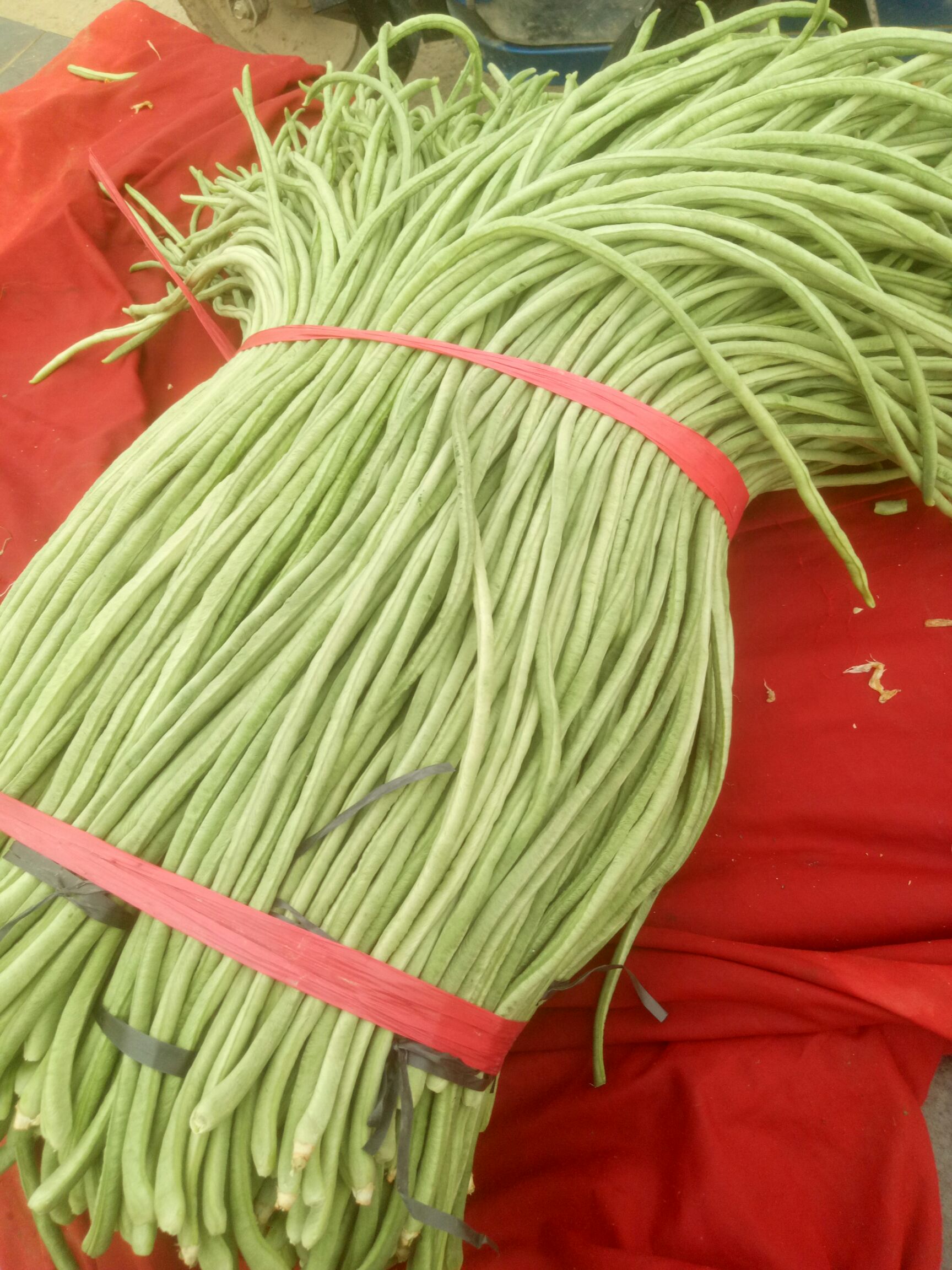 绿龙豆角 豆角