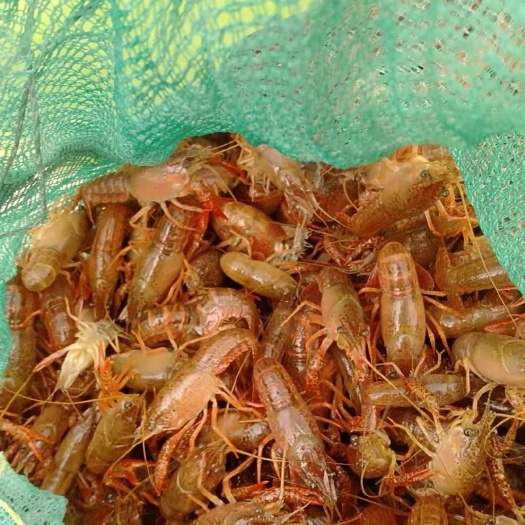 济宁 小龙虾苗