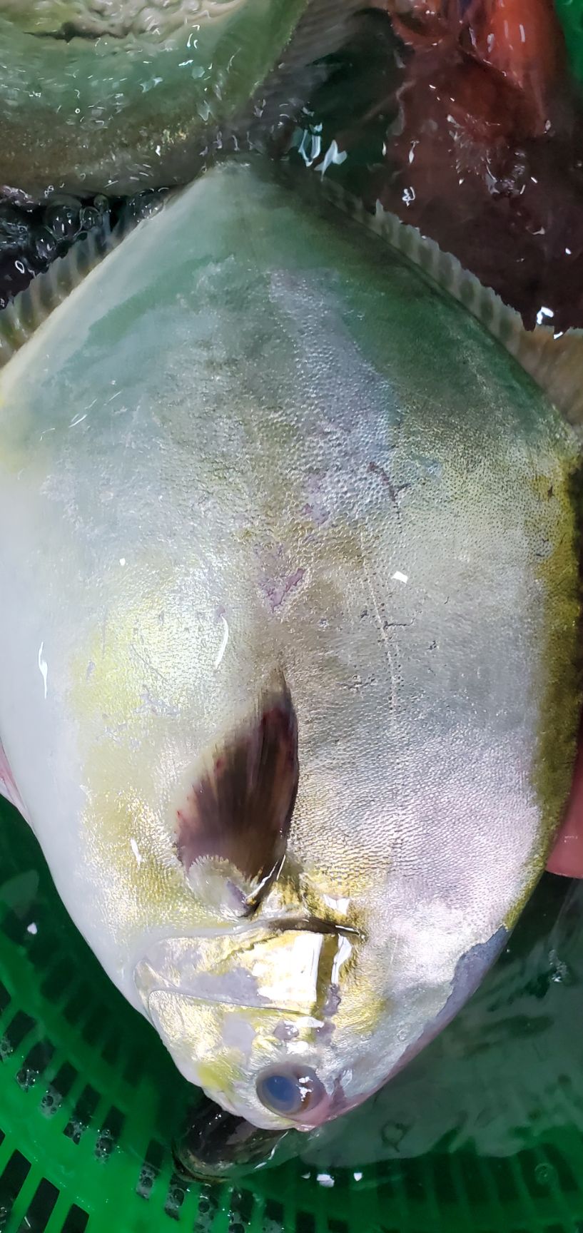 金鲳鱼  海金昌鱼