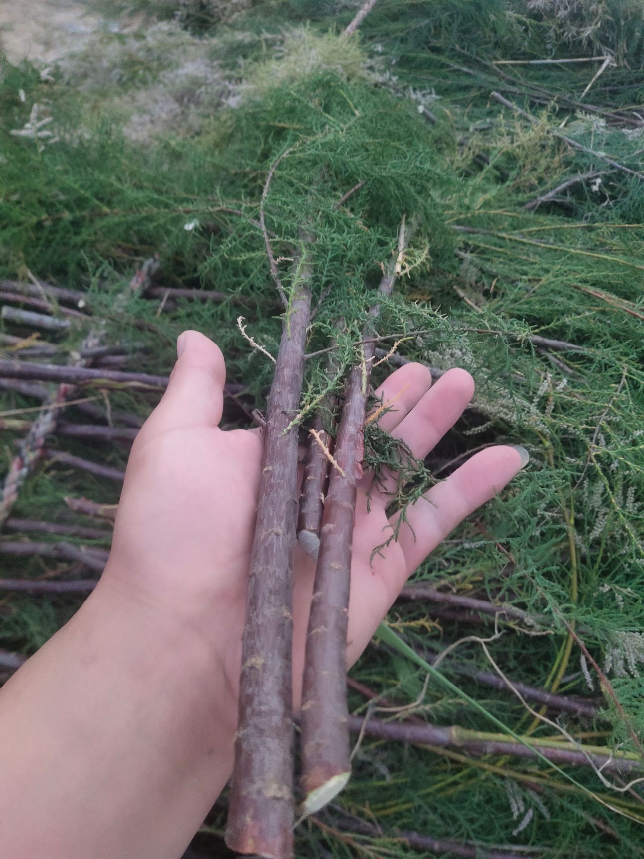 巨紫荆 荆条签子
