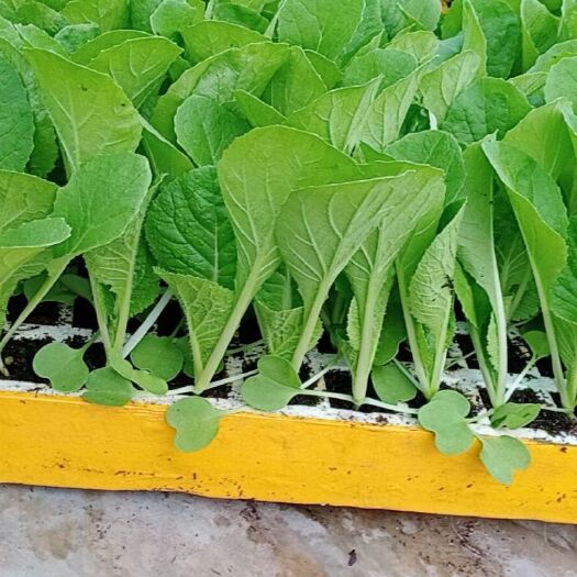 通海县大白菜苗：玉溪茶氏蔬菜育苗有限公司，常年供应各种各样大白菜苗