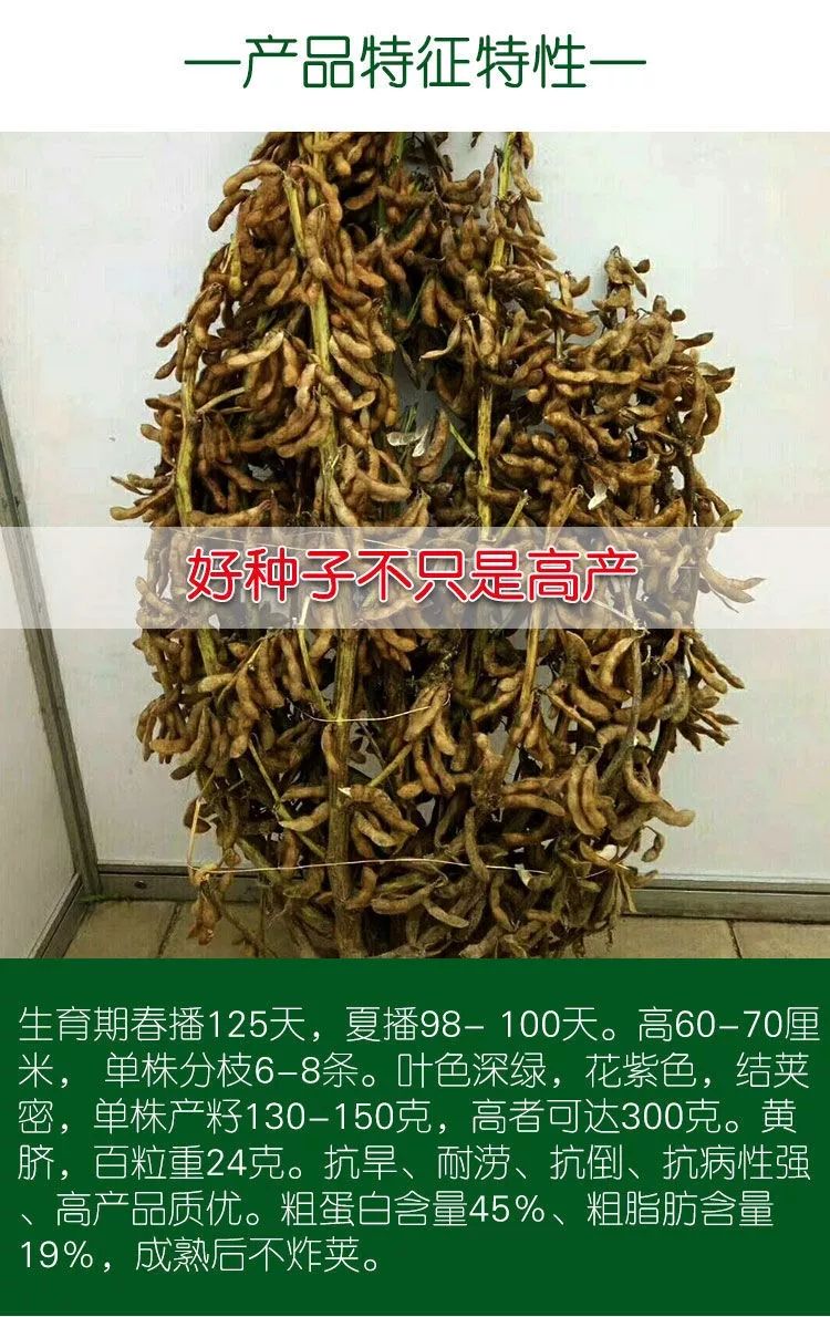 千斤豆黄豆种子早熟播种四季大豆基地农户大面积种植大豆种子