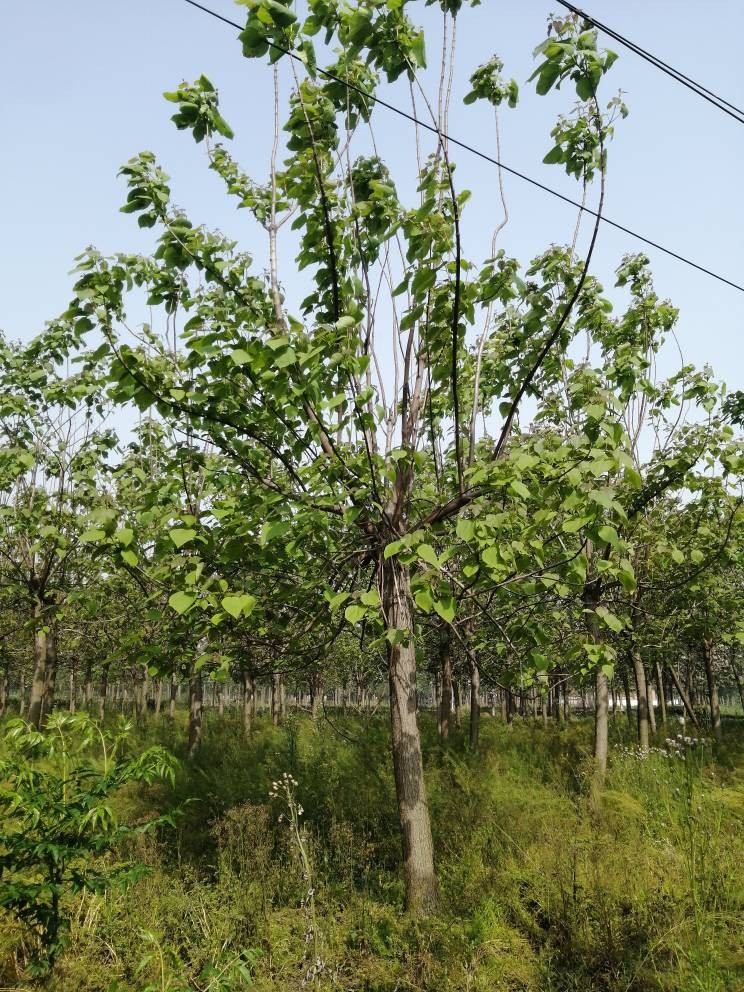 楸树，梓树15-20公分