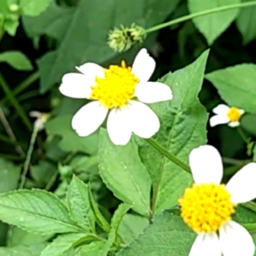 容县 鬼针草      中药材