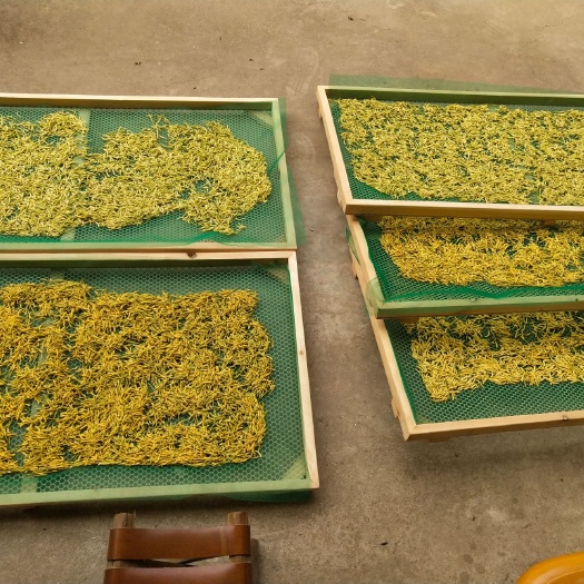 元氏县金银花根 阴干金银花地道药材