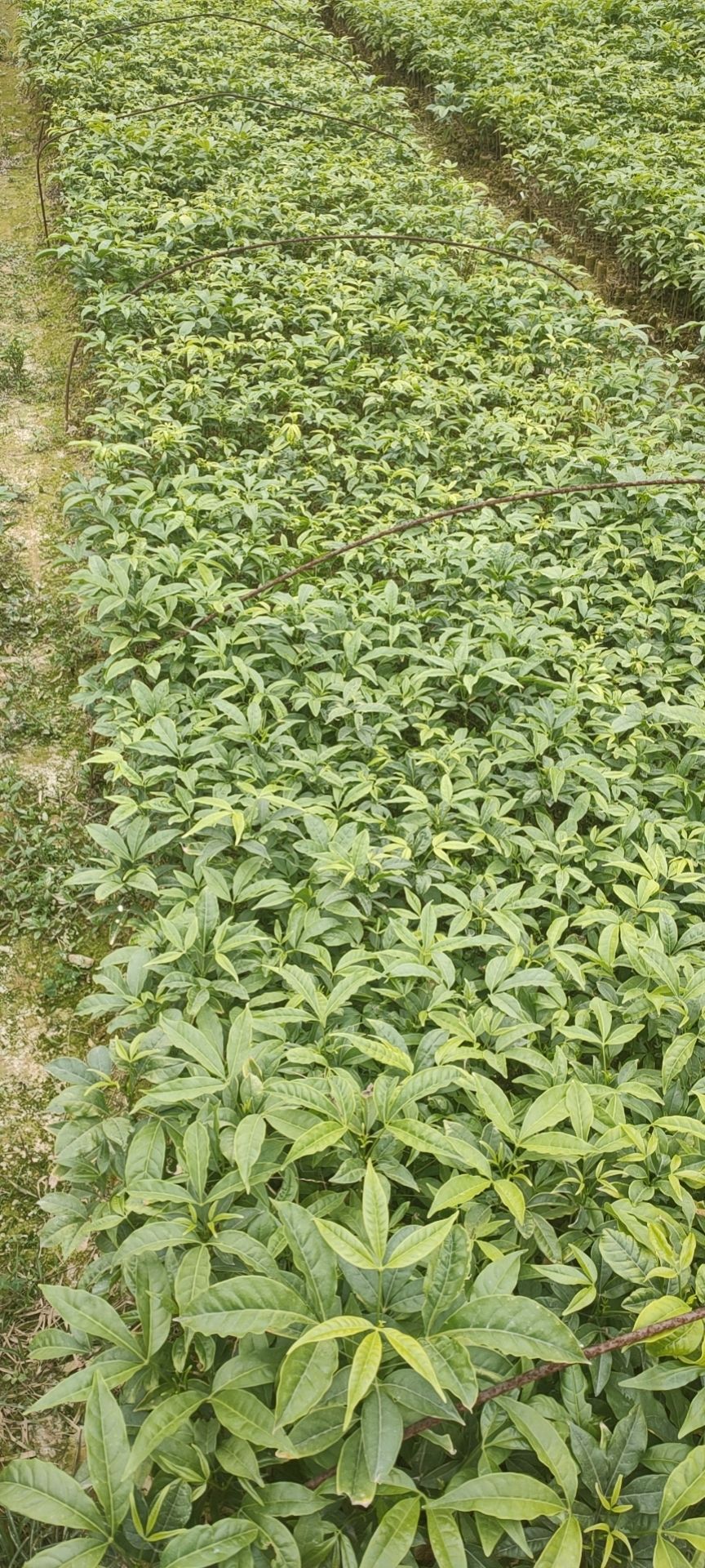 三丫苦  又名三叉苦三叉虎苗木药材