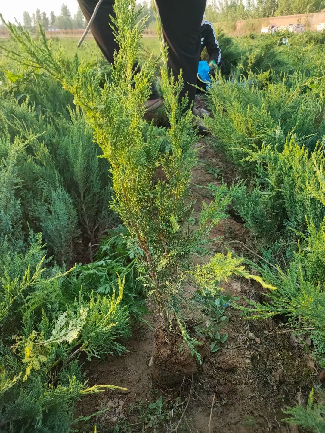 50-70沙地柏大量河北绿曦苗圃沙地柏基地