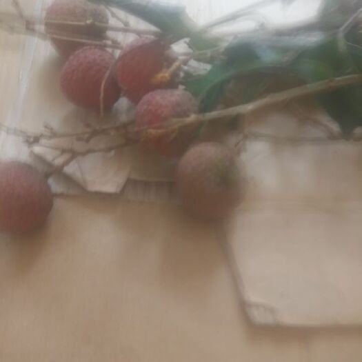 钦州 黑叶荔枝