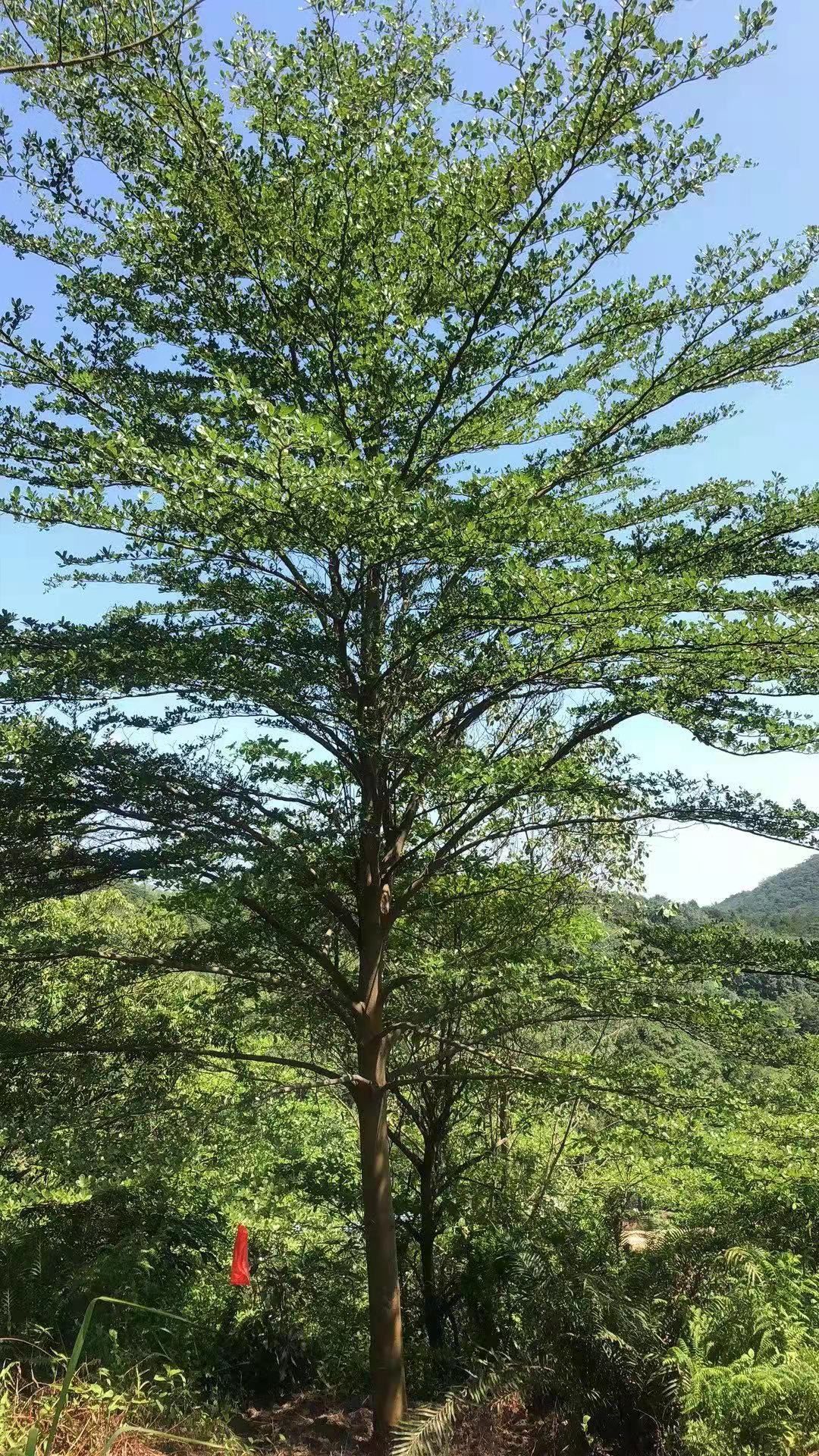  细叶榄仁/小叶榄仁16-18分