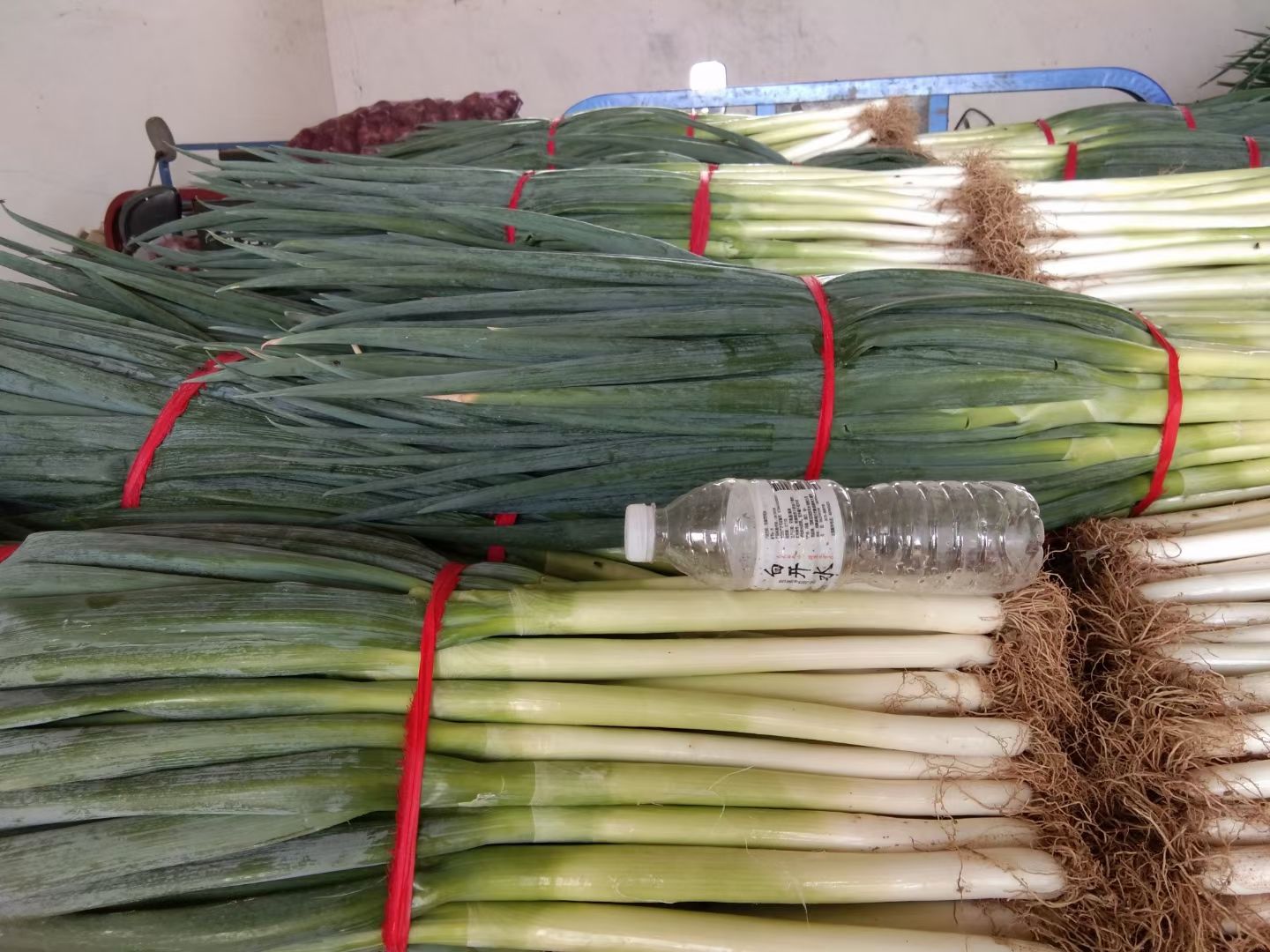 大葱，钢葱，大量供应中，基地货