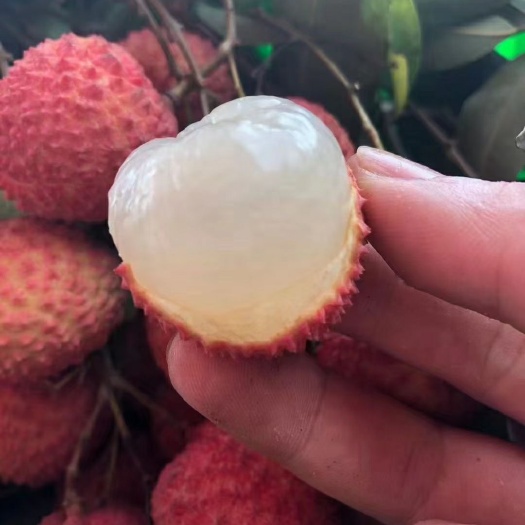 灵山县桂味荔枝 桂味
