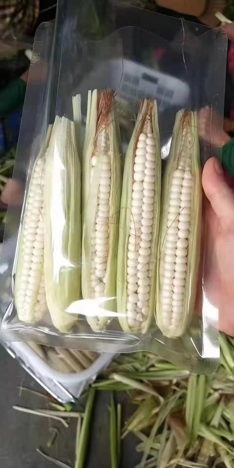 糯玉米 母子玉米