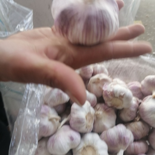邳州市红皮蒜  精品红蒜精品净蒜