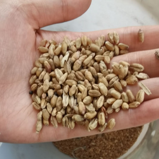 潜江市小麦胚芽 湖北优质小麦