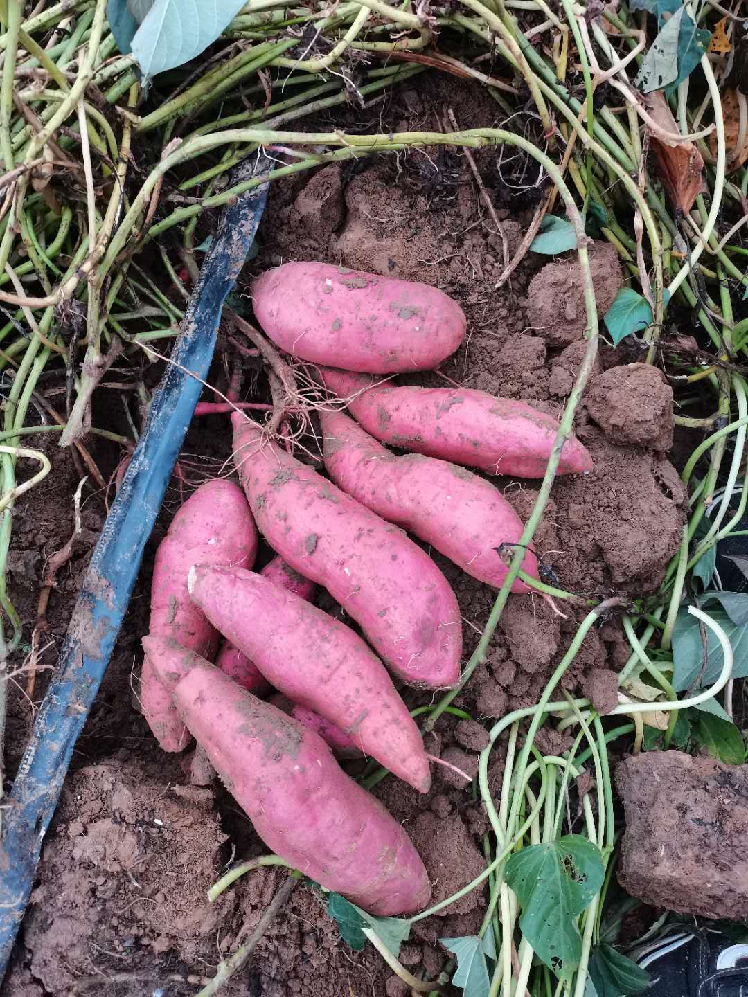  西瓜红密薯0.7毛