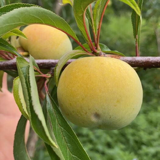 镇宁县 贵州蜂糖李