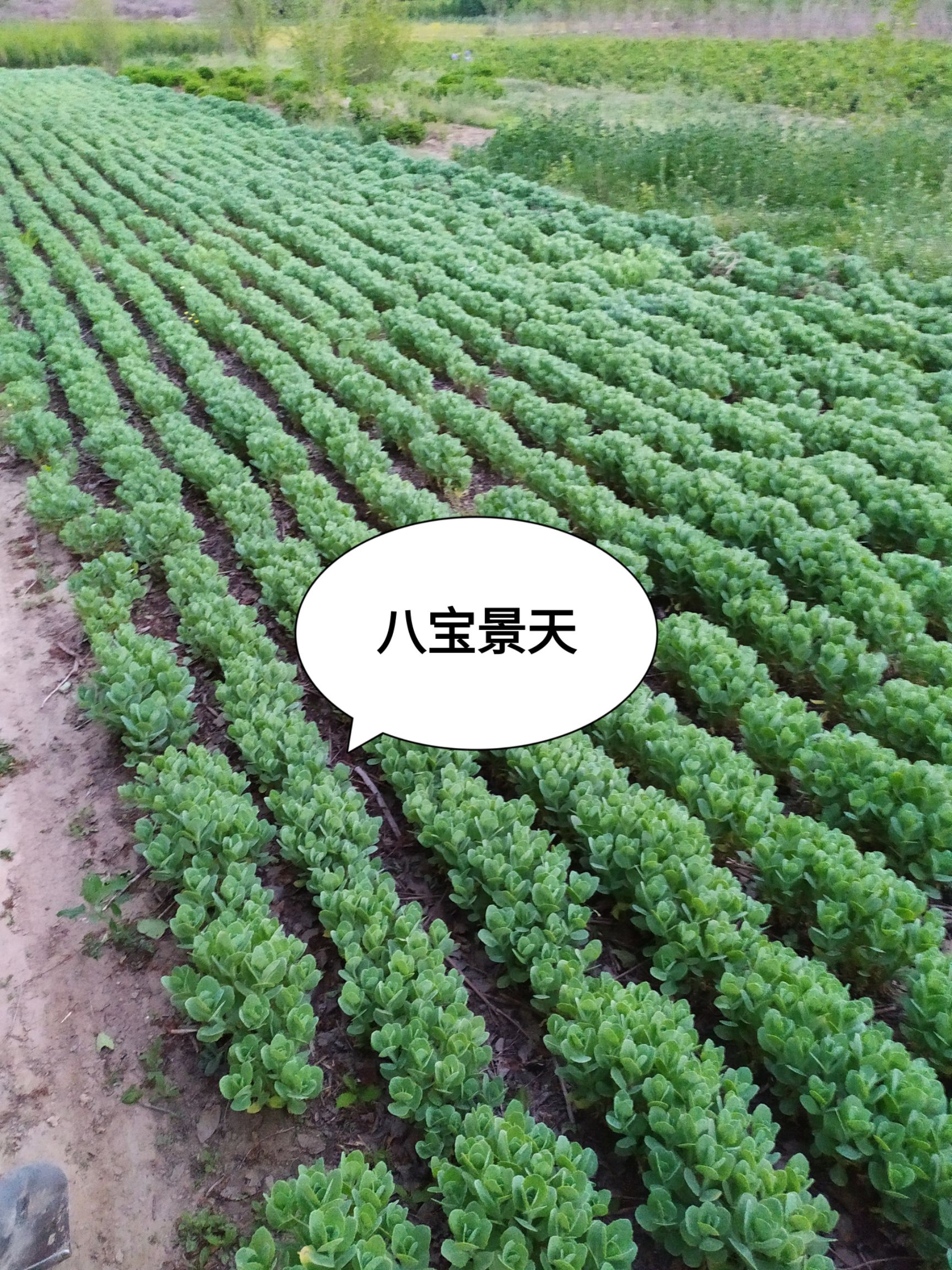 供应，八宝景天15公分以上