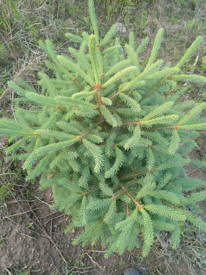  青芊云杉，红皮云杉
