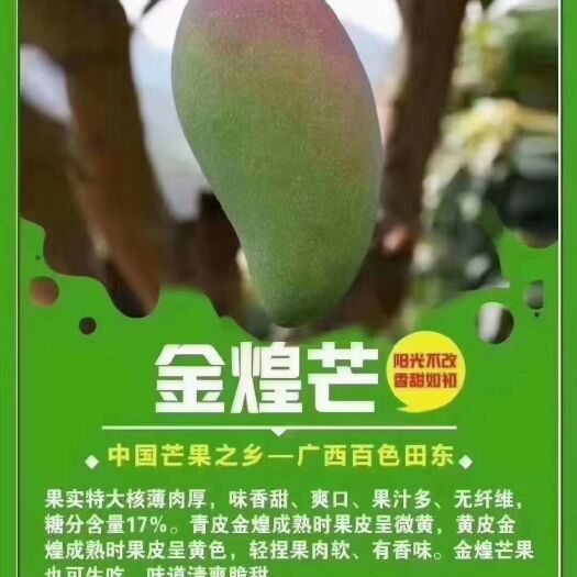 百色金煌芒 百色芒果之乡小金煌上市啦，支持一件代发，量大从优。