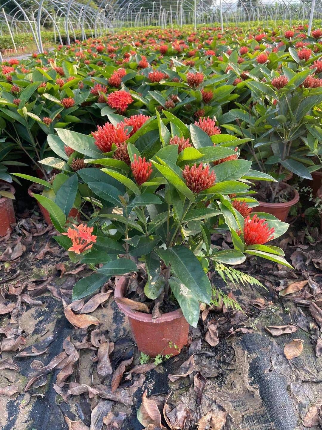 新加坡龙船花