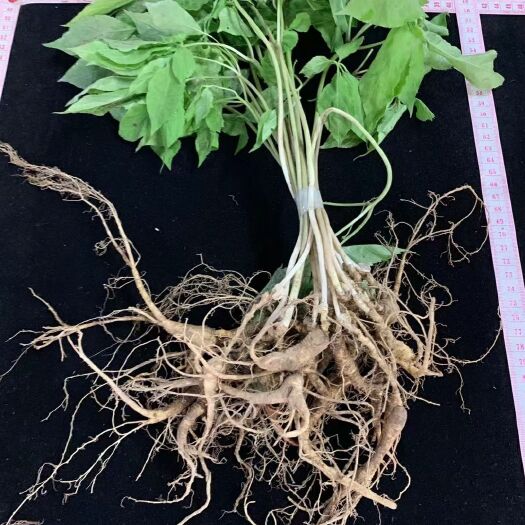 鲜林下参