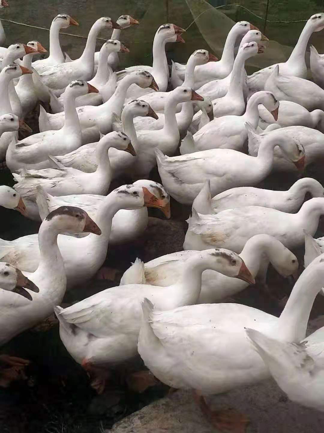  散养大白鹅