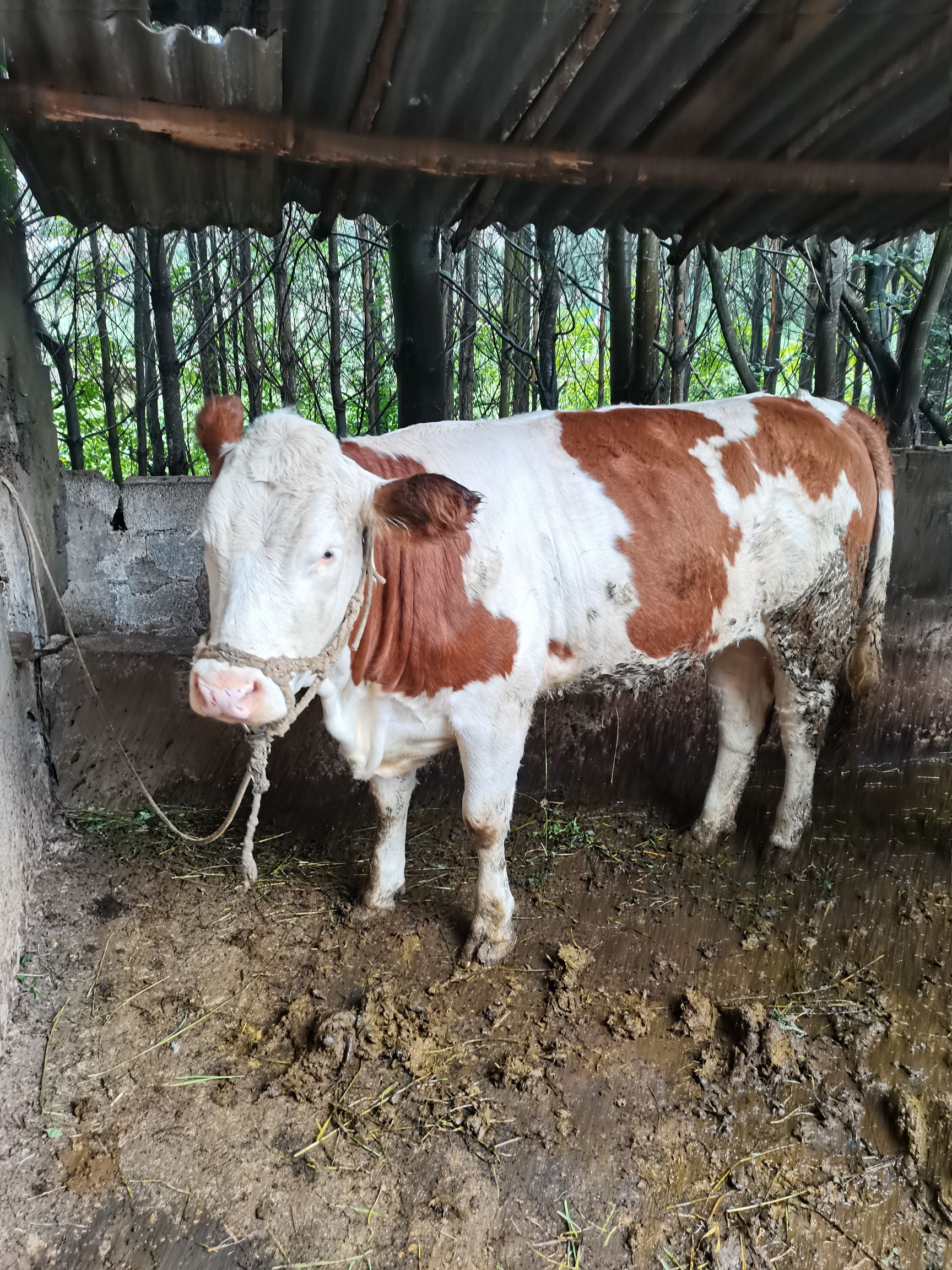 西门塔尔牛  精品小母牛，一岁