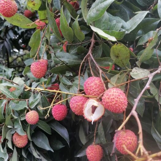 广州桂味荔枝  从化桂米