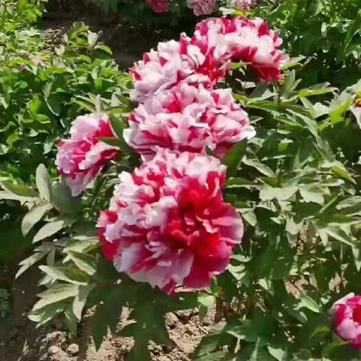 菏泽牡丹苗，油用牡丹苗，占地牡丹苗，药用牡丹苗
