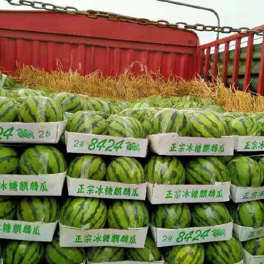 岳阳麒麟西瓜