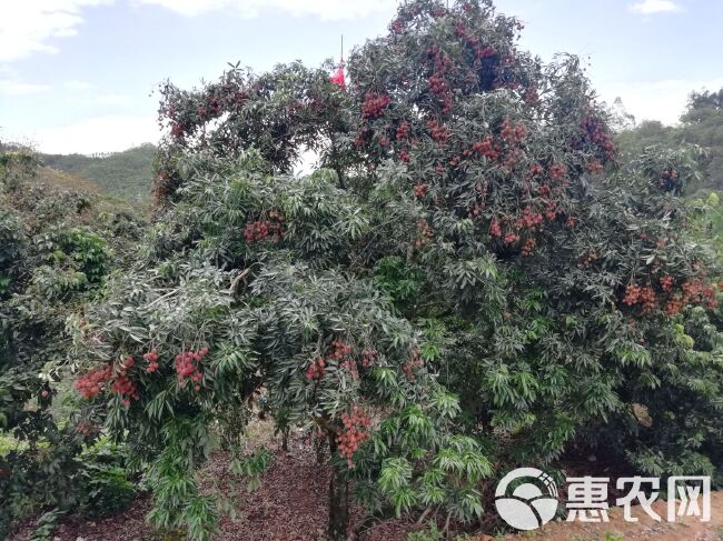 饶平本地白糖罂荔枝新鲜上市 白蜡荔枝 农户种植 当天采摘