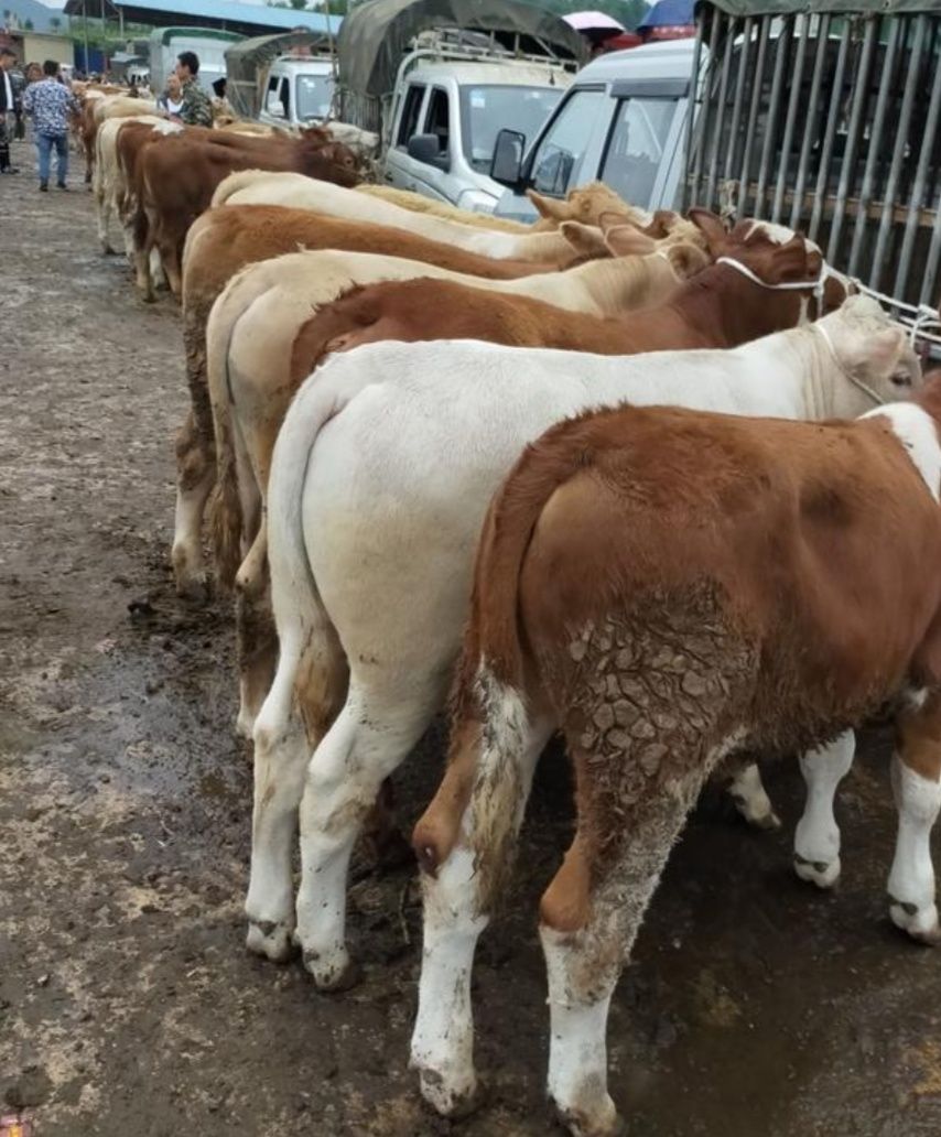  贵州大型牛市交易市场，牛价下滑好牛的没人买啊！[惊讶