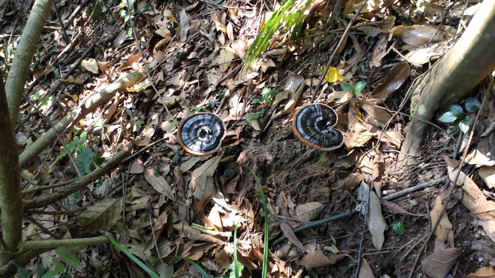 金边灵芝 广西特产，灵芝。