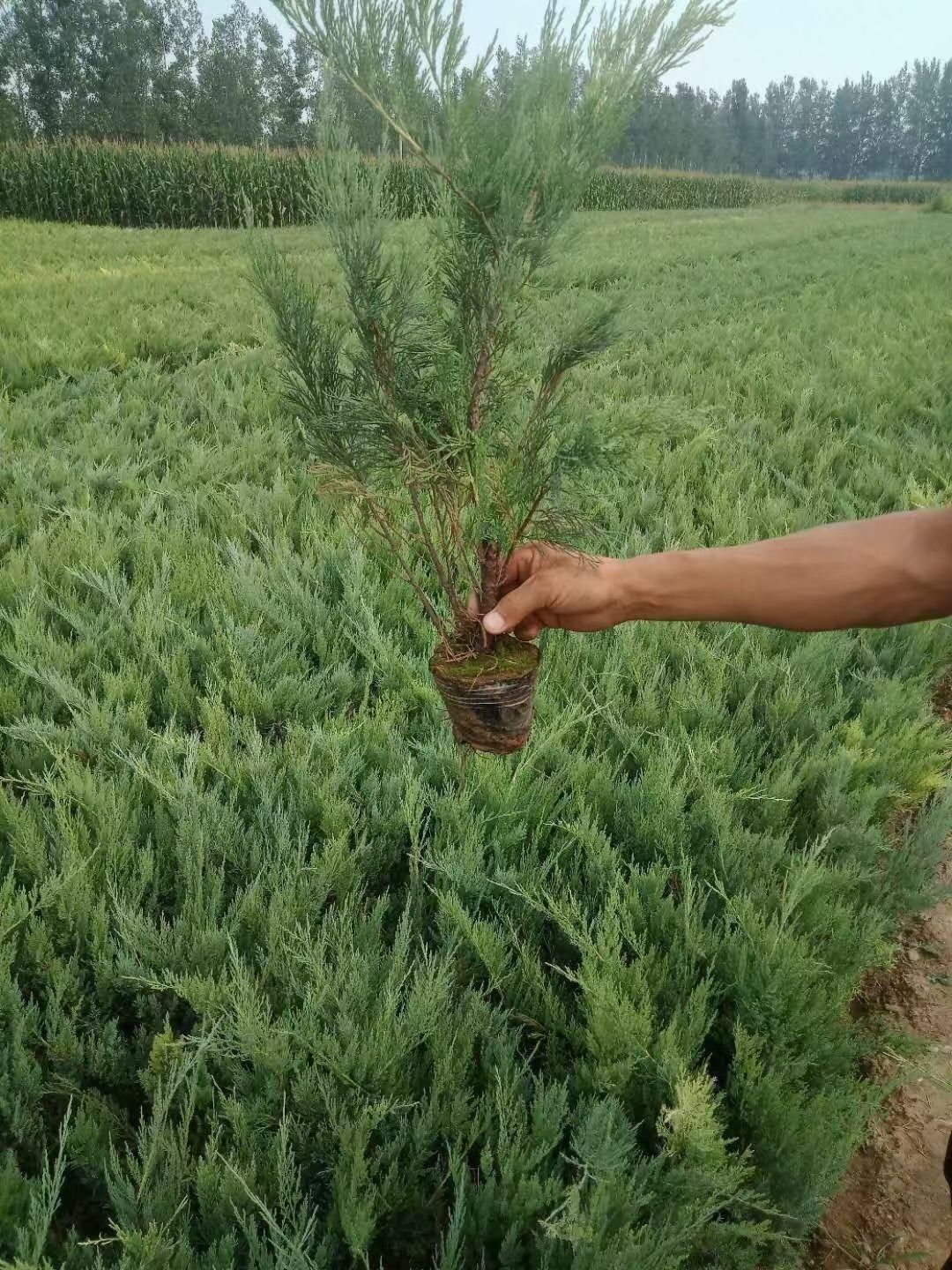50-70沙地柏大量河北绿曦苗圃沙地柏基地