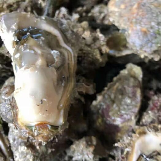 诏安县牡蛎 批发生蚝