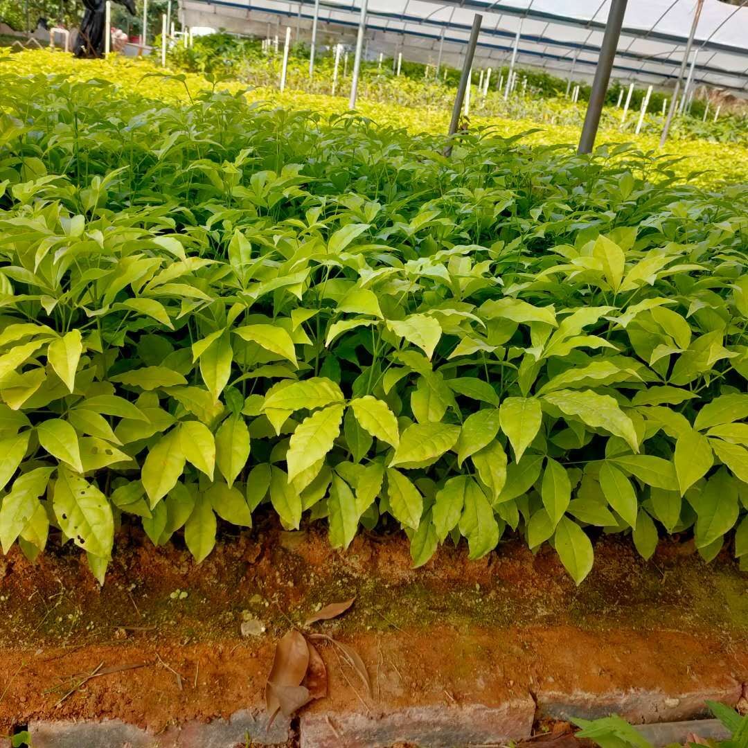 三丫苦  又名三叉苦三叉虎苗木药材