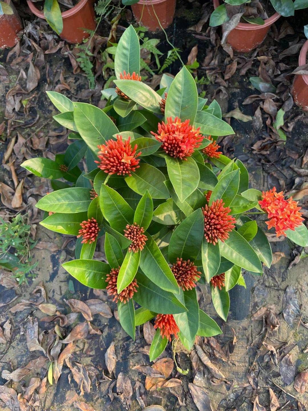 新加坡龙船花