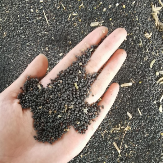 潜江市湖北精品油菜籽，含油40.9，出油36，水分七八点。