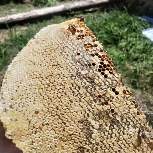 洋县野蜂蜜 秦岭药土蜂蜜批发零售
