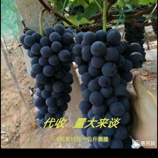 瓦房店市夏黑葡萄 辽宁熊岳李官地区，大棚直销沙耳，巨峰，夏黑等不限量，成车发