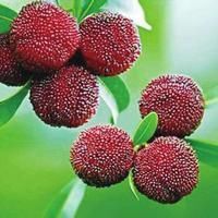 东魁杨梅 自己家种的，天然水果