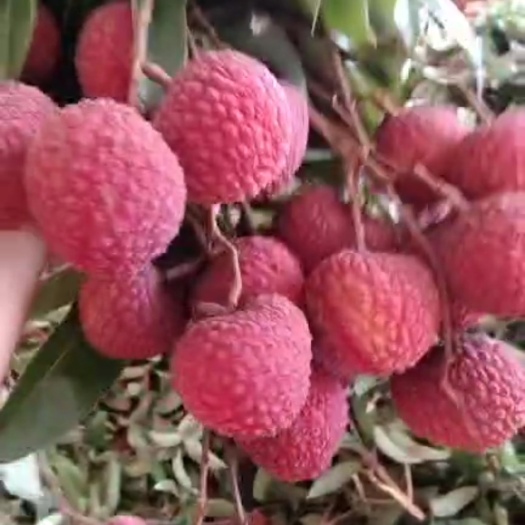 化州市鸡嘴荔枝 荔枝鸡嘴
